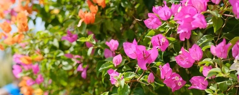 The most worthy bougainvillea variety