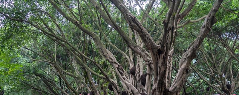 Why can't we have a banyan tree at home