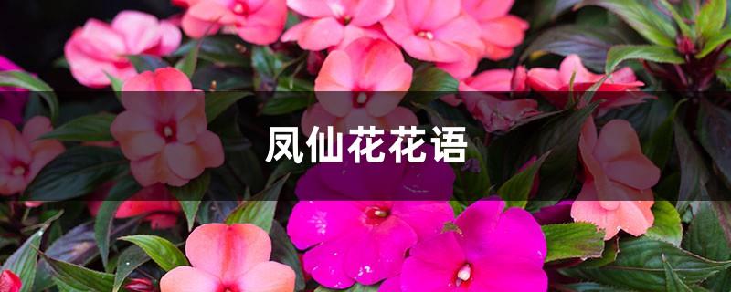 The flower language of impatiens, how long is the flowering period