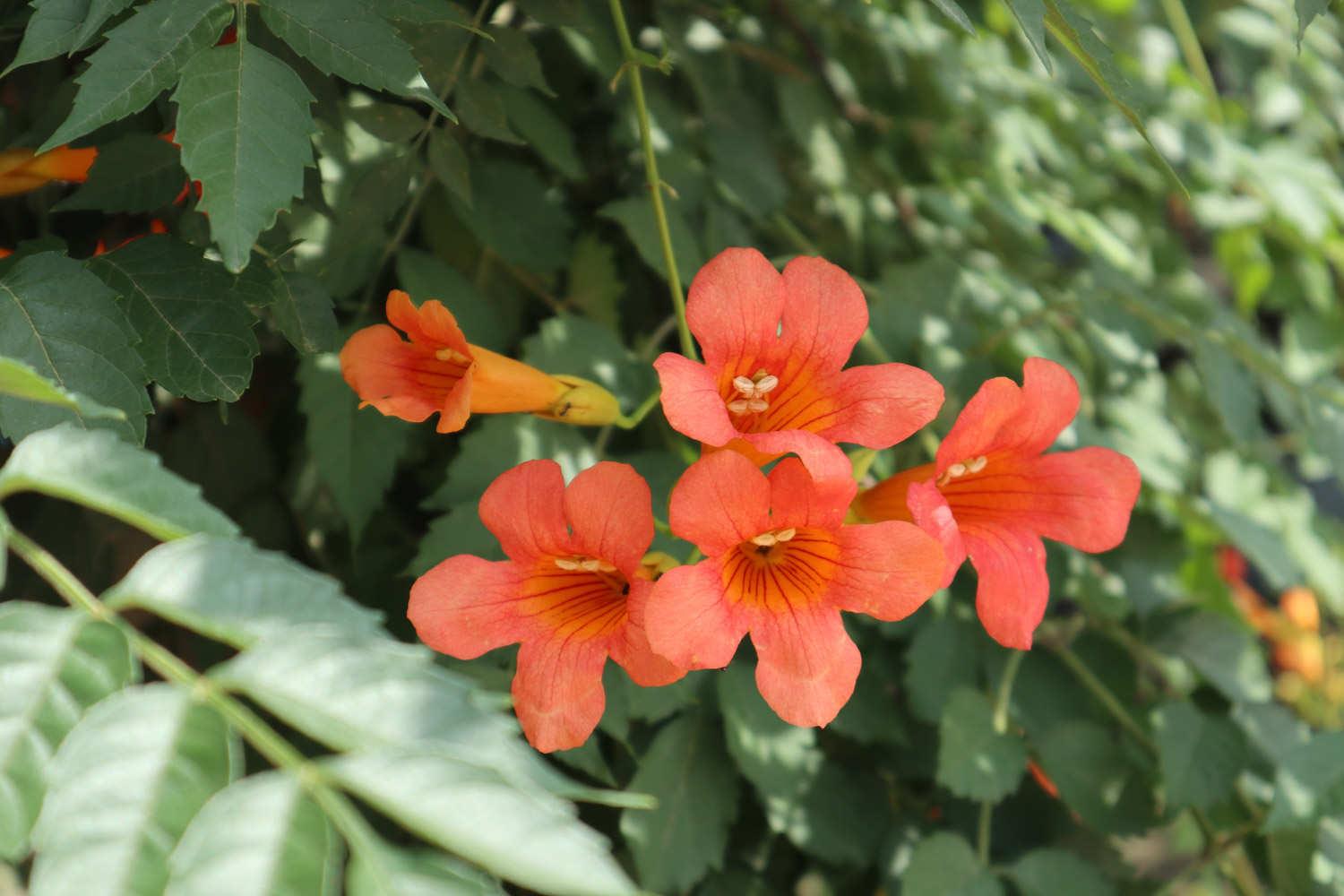Lingxiao Flower