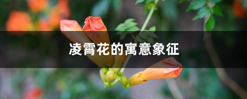 The meaning and symbol of Lingxiao flower, the language of flowers