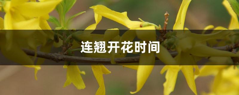 Forsythia flowering time, how many colors the flowers have