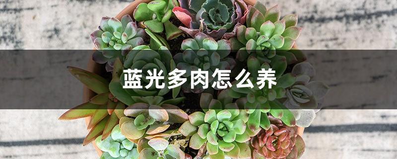 How to grow blue light succulents, what to do if the leaves turn yellow
