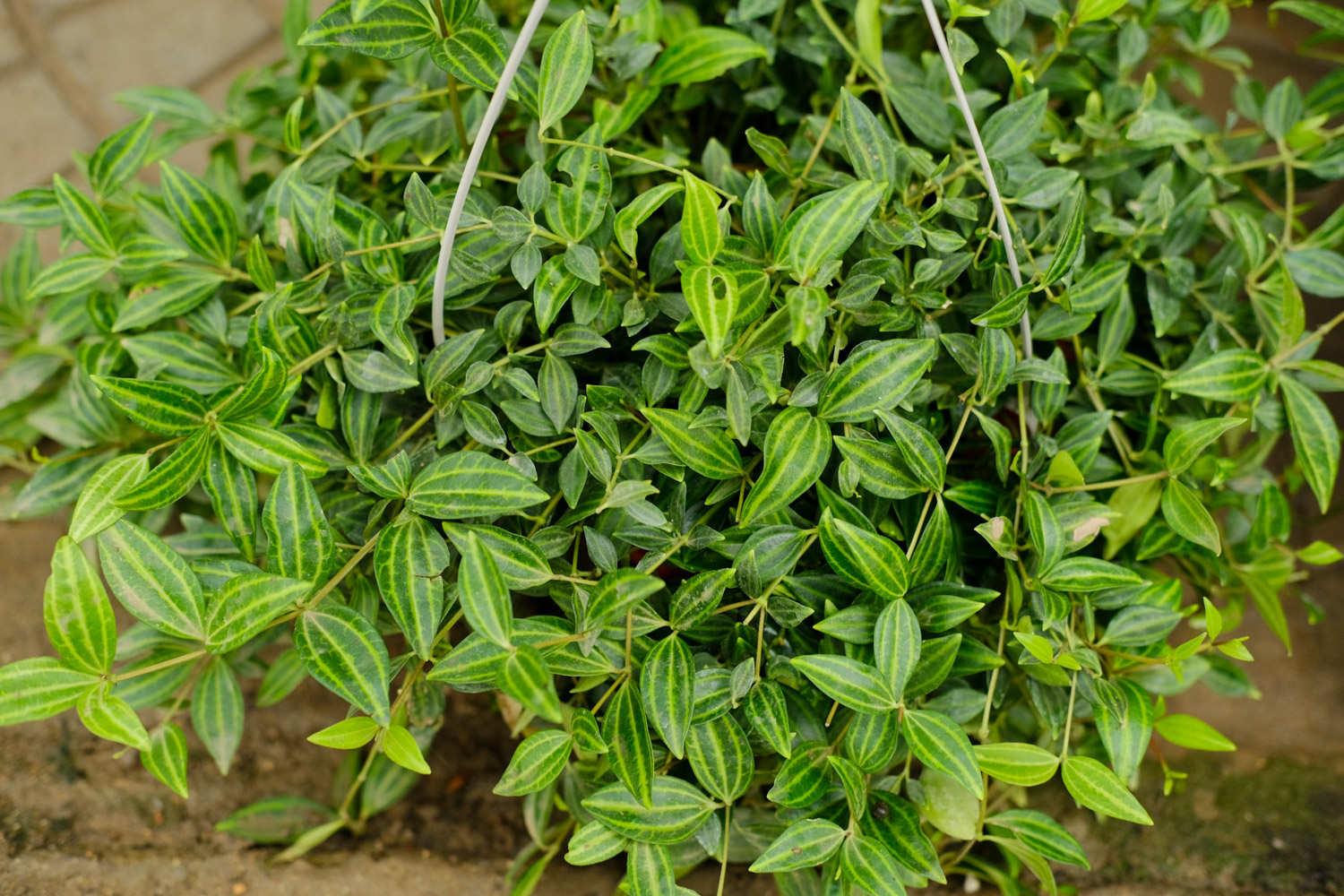 White-veined Peppergrass