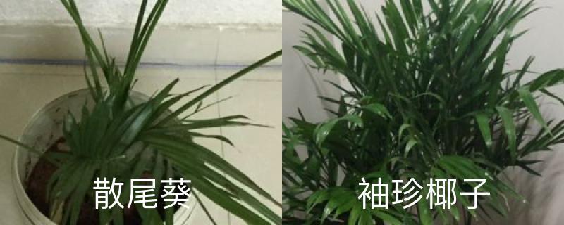 What is the difference between Sanwei Sunflower and Pocket Coconut, which one is easier to raise