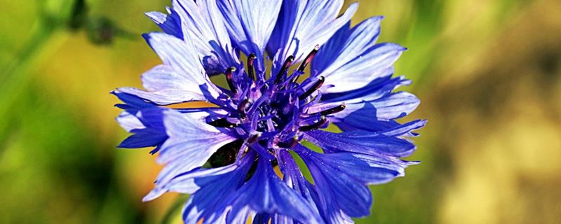 The flower language and meaning of cornflowers, what legends are there