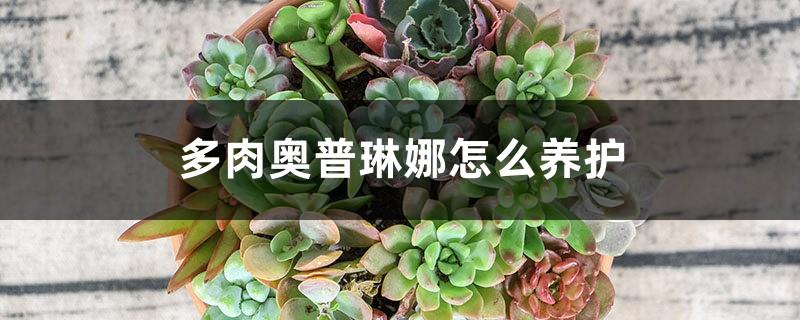 How to care for Succulent Opelina