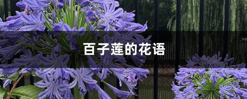 The flower language and meaning of agapanthus, who should be given to it