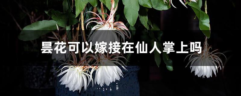 Can epiphyllum be grafted on a cactus? Can it be grown indoors?