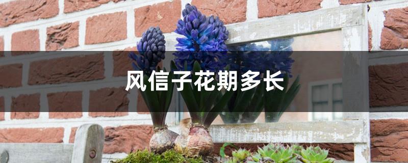 How long is the flowering period of hyacinths, and what is the language of flowers
