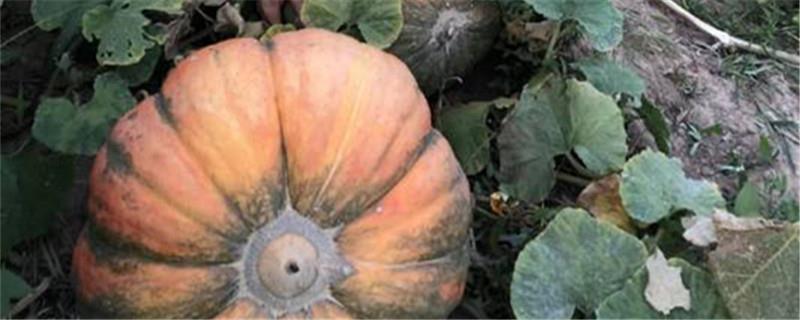 When does the pumpkin mature and how much does it cost per pound