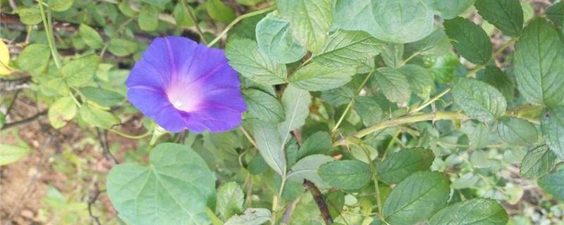 Cultivation methods and precautions of morning glory
