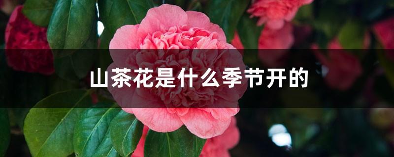 What season does the camellia bloom, and which city is the camellia?