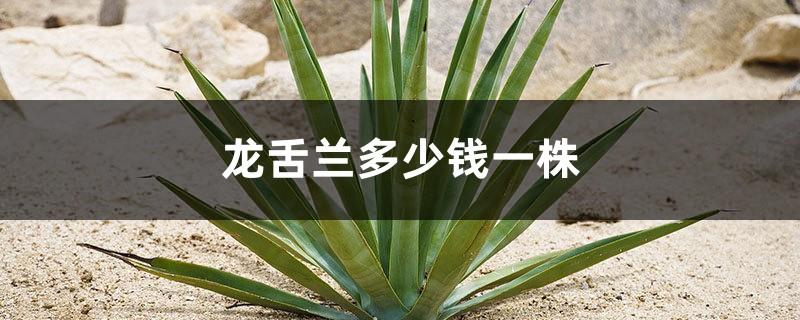 How much does an agave plant cost, and what is the general price