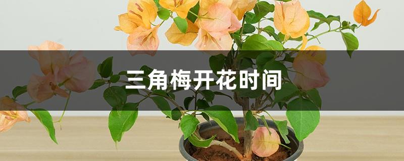 Blooming time of Bougainvillea, how to care for it after blooming