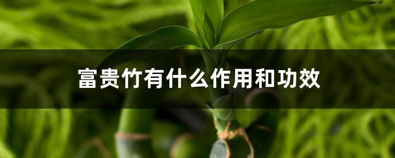 What are the functions and effects of Lucky Bamboo, what is the Feng Shui significance of Lucky Bamboo