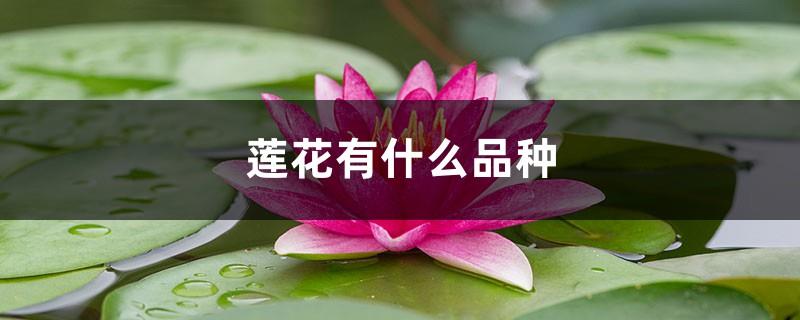What are the varieties of lotus, a brief introduction to lotus varieties