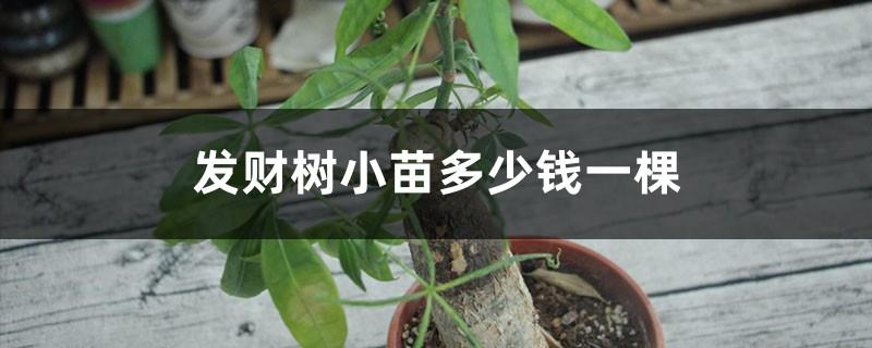 How much does a money tree seedling cost and how to plant it