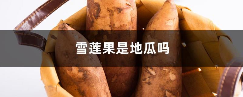 Is yacon a sweet potato, where is it a specialty?