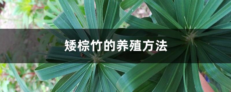 Cultivation methods and precautions of dwarf brown bamboo
