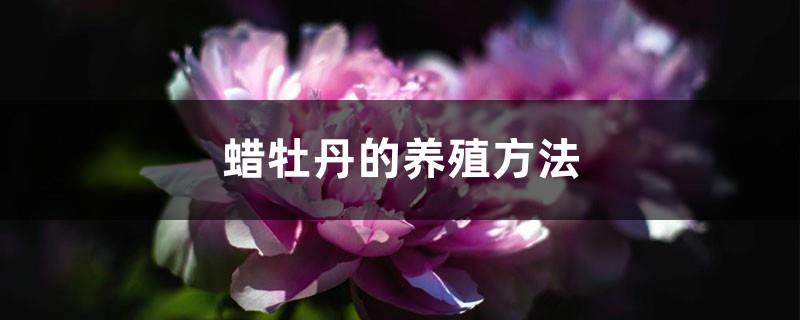 Cultivation methods and precautions of wax peony