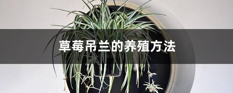 Cultivation methods and precautions of strawberry spider plant