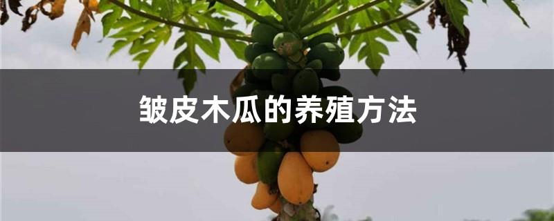 Cultivation method of wrinkled papaya