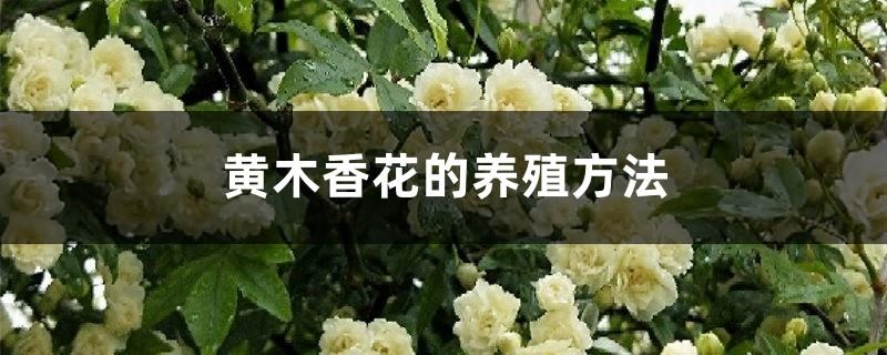 Cultivation methods of yellow wood flowers