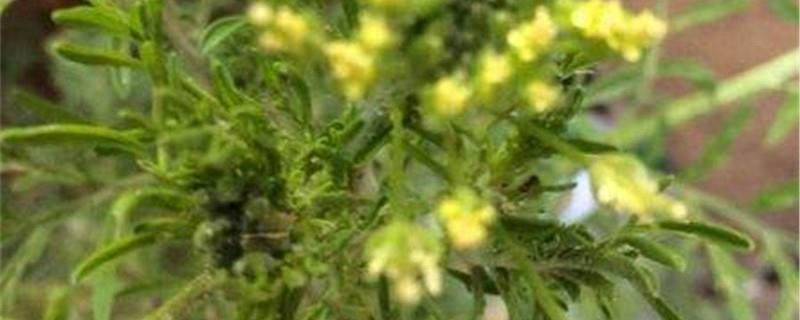 Cultivation methods of Artemisia vulgaris