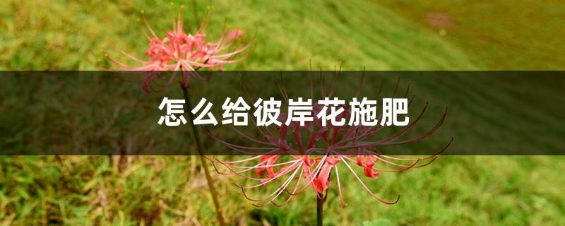 How to fertilize Bianhua flowers? Can urea be used to fertilize Bianhua flowers?