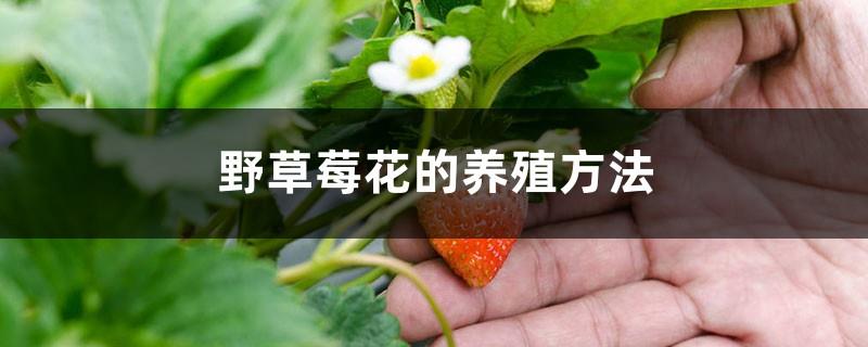 How to breed wild strawberry flowers