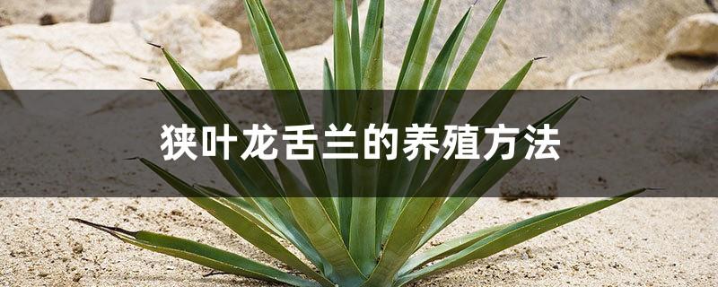 Cultivation methods of Agave angustifolia