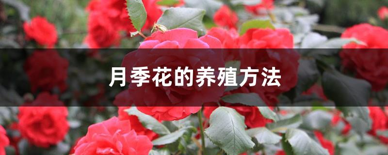How to cultivate rose flowers, pictures of rose flowers
