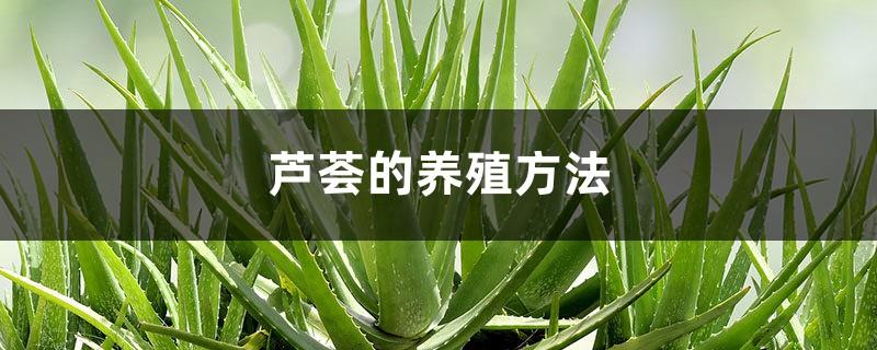 Aloe cultivation methods, aloe pictures