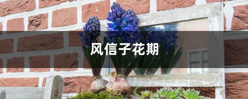 Hyacinth flowering season, the flower language of hyacinth