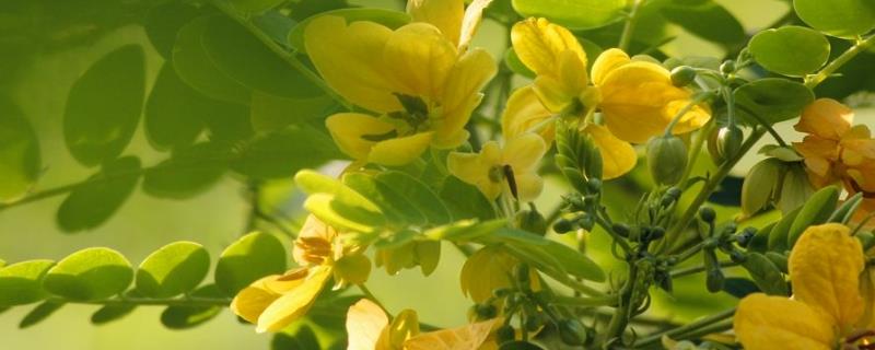 Cultivation methods and precautions of Sophora japonica