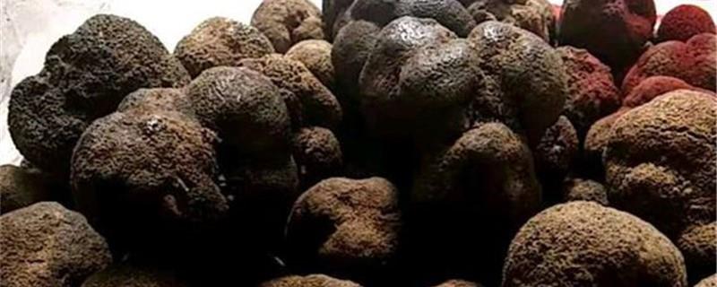 How to grow truffles