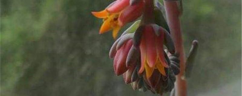 How to grow grevillea and precautions