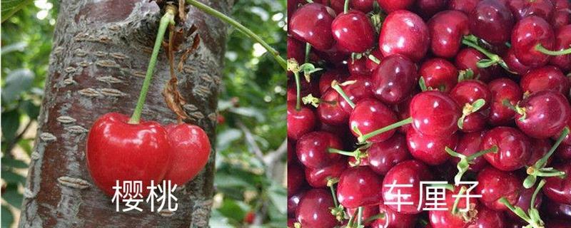 Are cherries a cherry? An introduction to the difference between cherries and cherries