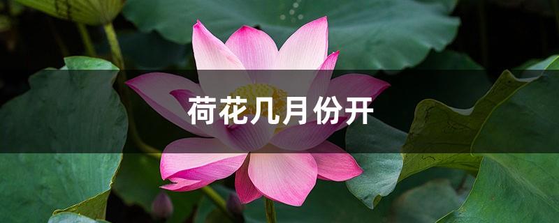 Information about lotus, in what months does lotus bloom?