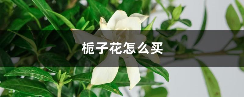 How to buy gardenias and how to grow them