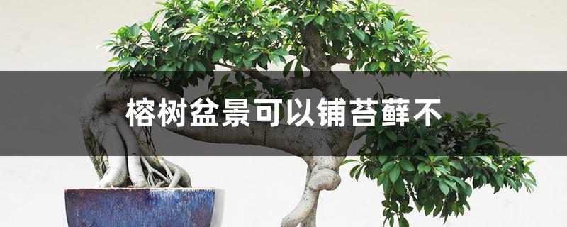 Can banyan bonsai be covered with moss? How to grow moss?