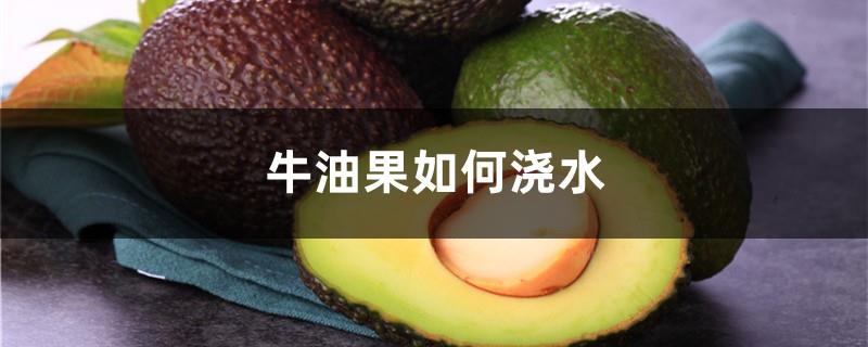 How to water avocados, how often to water avocados