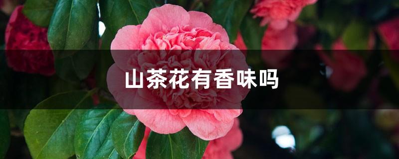 Does camellia have a fragrance? What are the characteristics of camellia?