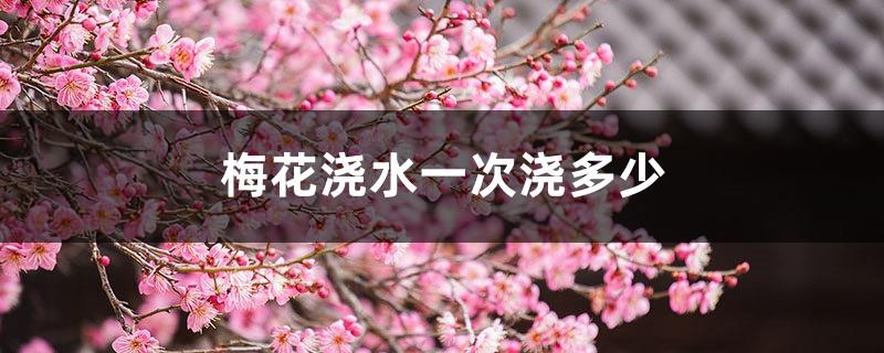 How much to water plum blossoms at one time, how to remedy too much watering of plum blossoms