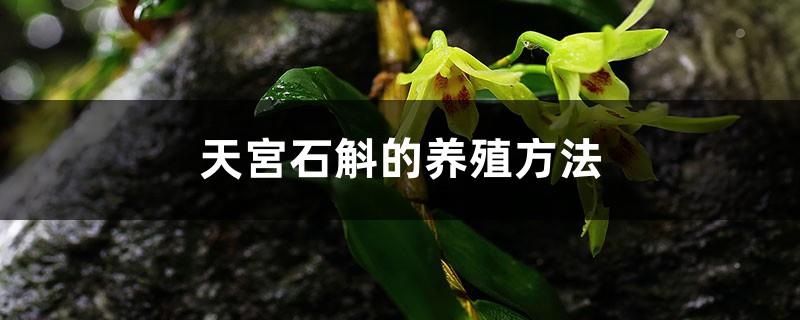 Cultivation methods and precautions of Dendrobium Tiangong
