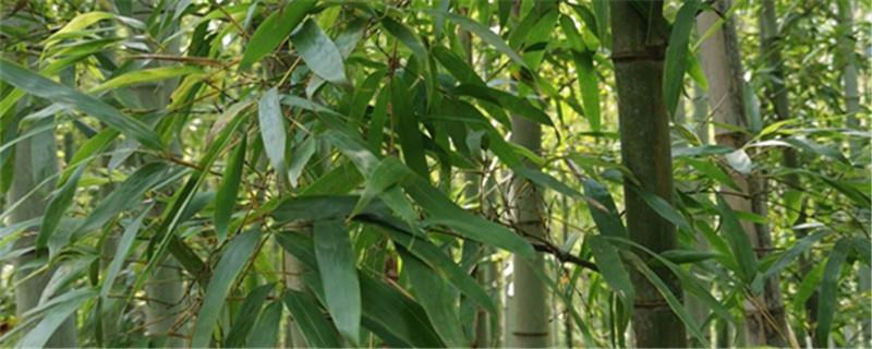 What is the difference between Phoebe and Moso bamboo, when to plant Phoebe seeds