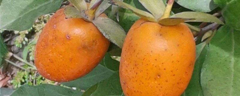 Cultivation methods of Lao Crow Persimmon
