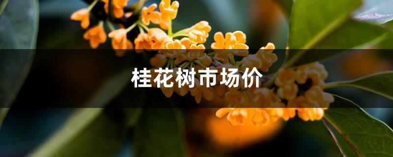 Market price of osmanthus trees, pictures of osmanthus trees