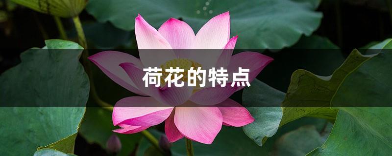Characteristics of lotus, what season does it bloom